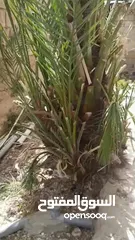  4 شجرة نخيل مثمرة