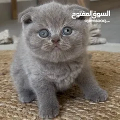  1 قط سكوتش فولد عمر 4 شهور للبيع
