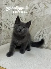  3 British Shorthair Mix MaineCoon