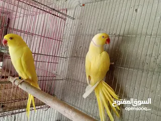  8 جواز دره نخب شغاله