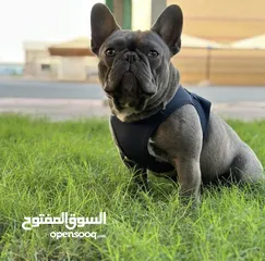  2 Pure French bulldog for sale