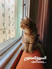  1 من سلالة قط بريطاني قصير الشعر للتزاوج