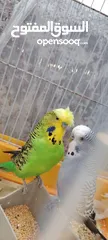  4 ذكور حب للبيع