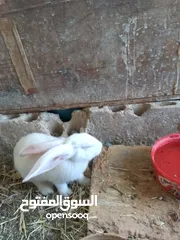  4 ارانب للبيع