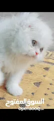  10 Scottish fold long hair 48 day