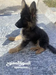  1 جيرمن شيبرد بيور كسحه عضم عريض ماخد المطاعيم