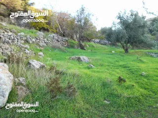  7 ارض مميزة مطلة ابو السوس غرب عمان عدة قطع في المنطقة.