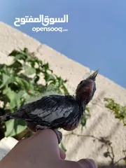  2 كوكتيل للزق اليدوي