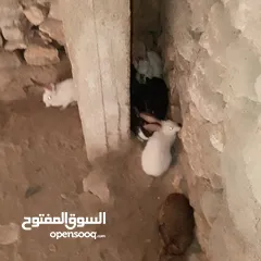  4 تسع ارانب وذكرين بناديك الماني وست جواز وفرده عمار اربع شهور بسم الله ما شاء الله
