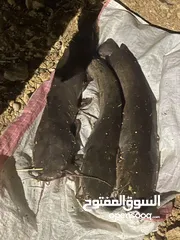  2 اسماك بلبوط او قرموط او اسماك السلور تربيه منزل للبيع بسعر ممتاز