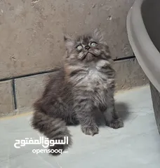  3 قطط مكس هملايا و سكوتش هايلاند