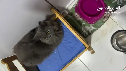  1 Grey color Persian cat