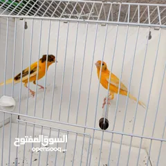  6 متاااااح 9 فحول حمر وعتبرهم جزري غامق فحول بصلات ع النبي فيهم وحد حب الرمان وحد سفين وتاج وفيهم فحلي