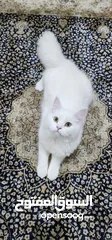  3 Neutraled vaccinated Turkish angora