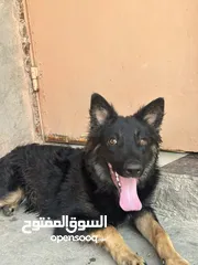  1 كلب جيرمن اصلي عمره 8اشهر