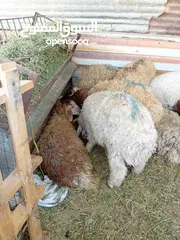  8 غنم خاروف بلدي