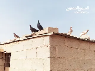  6 كوم حمام للبيع موجودات بالموقر الرجاء قراءة الاعلان