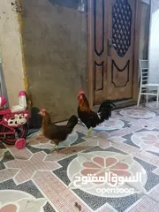  3 دجاجة وديج شمسي خشنات صاحيات مال بيت السعر 50