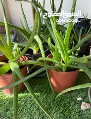  3 Aloe Vera Plants - BD 2 only