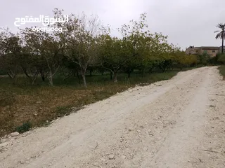  12 ارض للبيع في الحمه الاردنيه مزروع جوافه وكل انواع الحمضيات بثلاثه قواشين مستقلات ومتلاصقات لمالك واح
