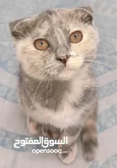  8 kittens Scottish fold and Scottish straight  قطط سكوتش فولد وسكوتش ستريت