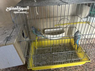  1 6 حبات حب بسعر حرق