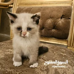  2 قطط راغدول مكس سكوتش
