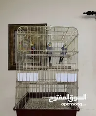  1 جوز كوكتيل اقرأ الوصف .