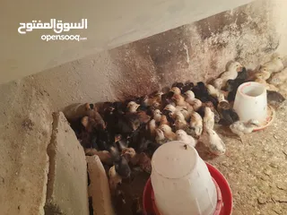  1 صيصان دجاج عمر اسبوعين