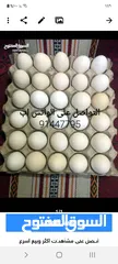  2 بيض عماني للبيع