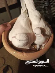  5 حمام ماسي أو ملوكي + كريم أبيض