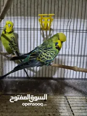  19 مجموعة طيور جواز كلها شغاله أن شاء الله