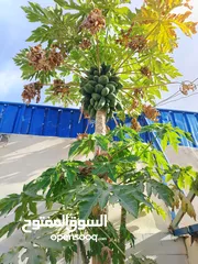  6 شاليه للبيع المستعجل الغور جوفة الكفرين و ممكن البدل على شقه او قطعة أرض قريبه من بيادر وادي السير