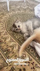  7 Golden and blue folded Scottish cat  جولدين سكوتش فولد عمر ثلاث شهور مستوى خارق