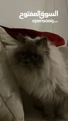  1 قط جميل  للتبني