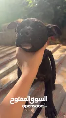  5 بيتبول بلاك نوز جروتين pitbull black nose puppies