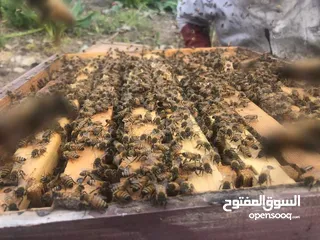  9 مناحل سوار العسل لبيع كافة منتجات النحل