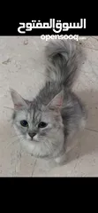  1 قطه شيرازيه البيع