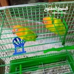  1 جوز فشر لابيع