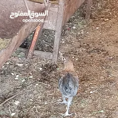  15 فراخ للبيع السلط