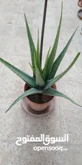  1 صبار الالوفيرا حجم كبير Aloe vera / الوفيرا / ألوفيرا مزهر عمر 3 إلى 4 سنوات