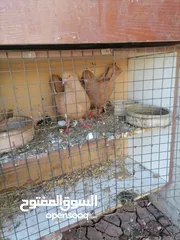  3 جوز حمام كنجات صفر