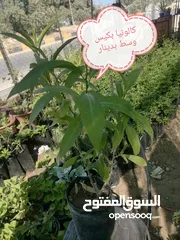  19 اشتال للبيع يتوفر اشتال منوعه وجميله
