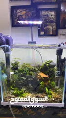  3 PLANTED AQUARIUM