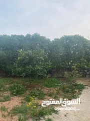  5 مزرعه وشاليه