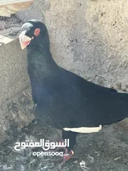  2 مسود اسود للبيع