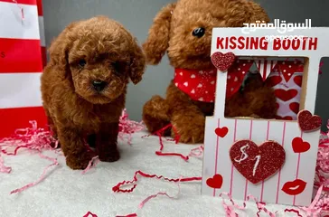  3 ADORABLE RED TOY POODLE PURE BREED HOME RAISED  HEALTHY PUPPIES