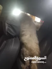  2 كلب للبيع في نادي السايق