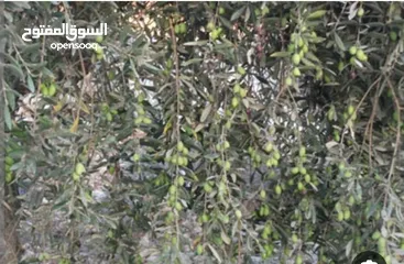  3 أرض حلوة ومرتبة.ع مستوى الشارع