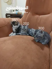  1 قطط من ام شنشيلا وأب سكوتش فولد لونج هير للبيع